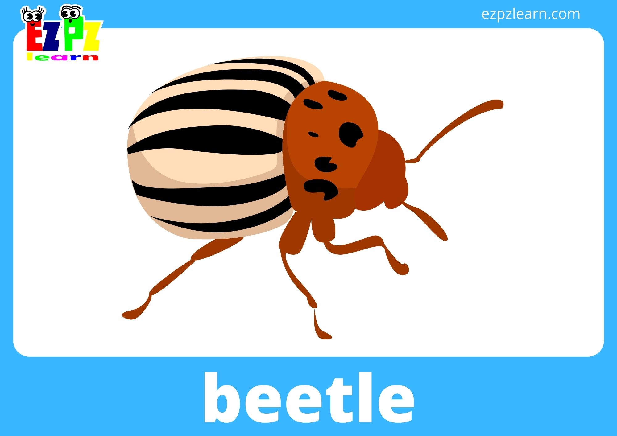 beetle